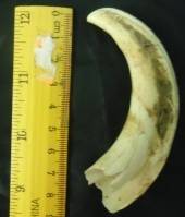 Used Single Warthog Tusk