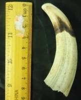 Used Single Warthog Tusk
