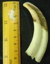 Used Single Warthog Tusk