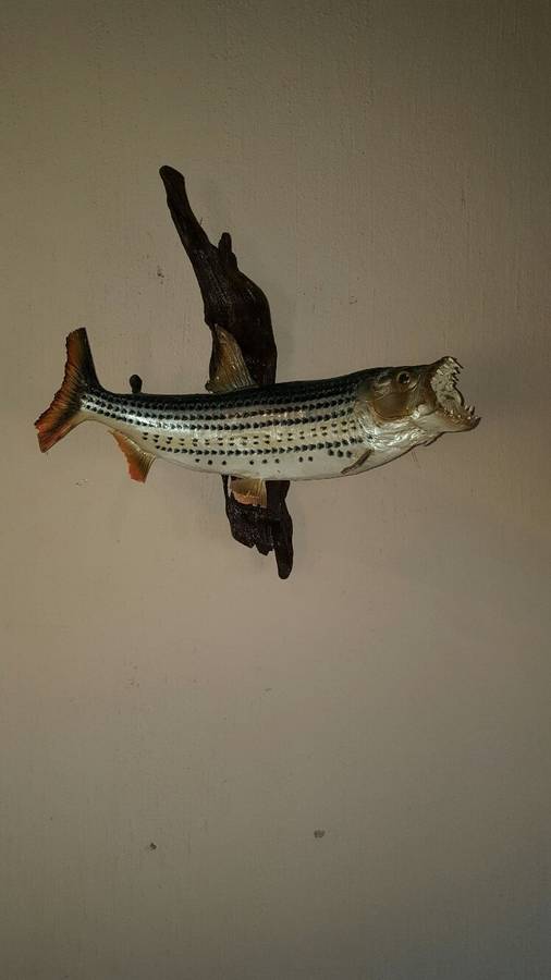 Fantastic Locally mounted  60 cm Tiger fish
