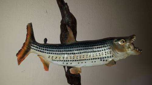 Fantastic Locally mounted  60 cm Tiger fish