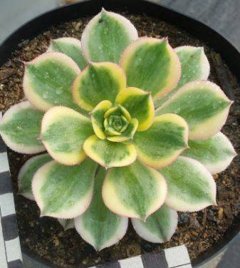 Aeonium Sun Burst