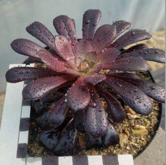 Aeonium swarzkopf