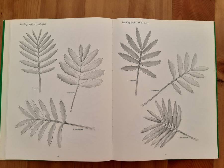 Cycads of South Africa - Cynthia Giddy