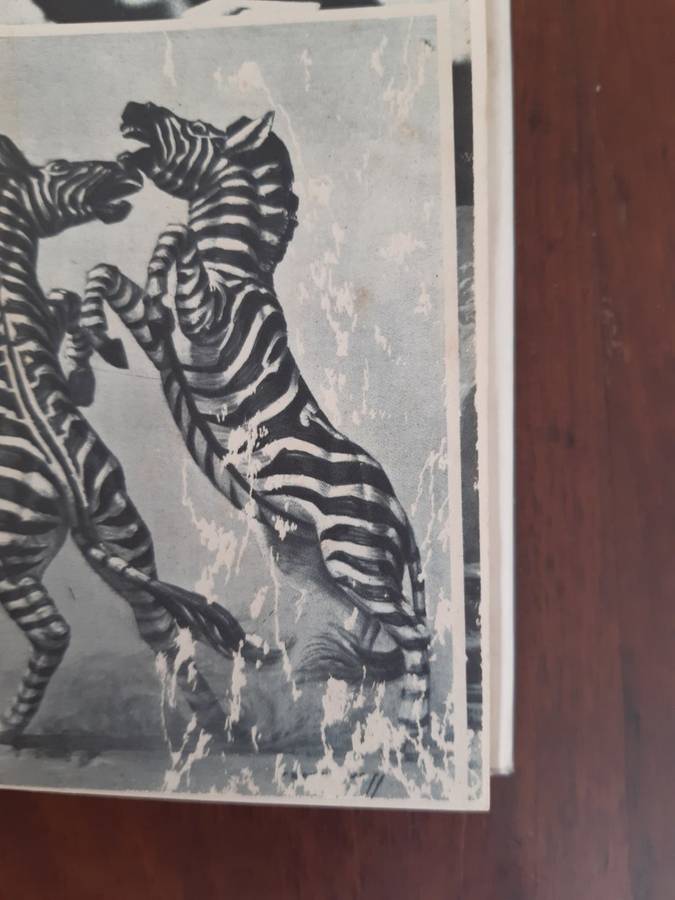 Pigeon's Luck - Tretchikoff