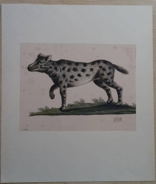 Animal Print removed from book - ready to frame