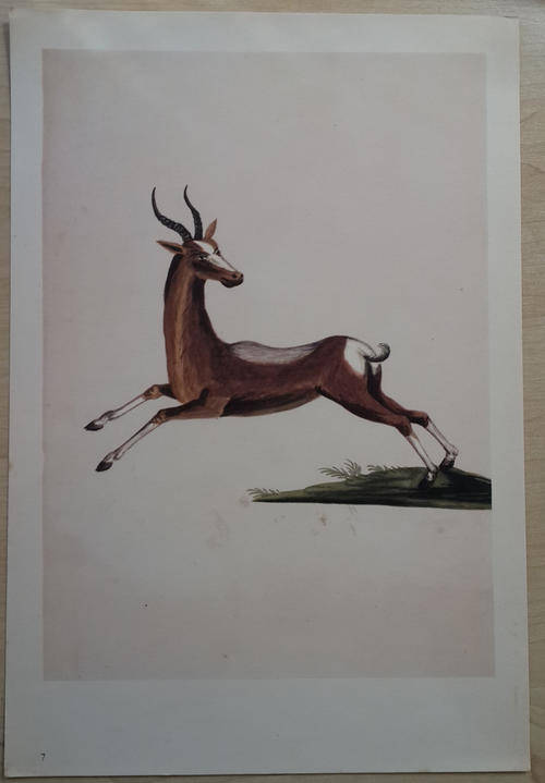 Animal Print removed from book - ready to frame