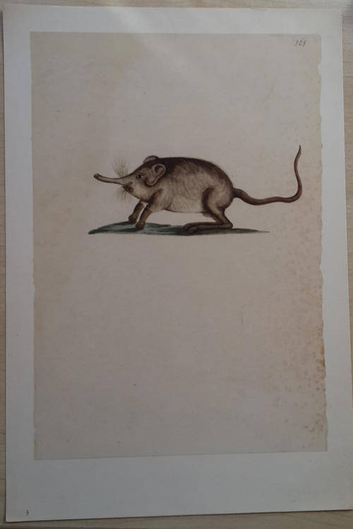 Animal Print removed from book - ready to frame