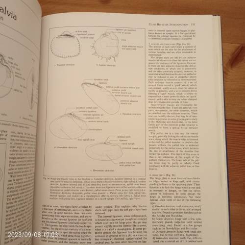 Sea Shells of Southern Africa - Richard Kilburn, Elizabeth Rippey