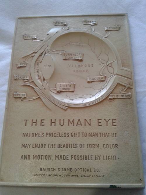 The Human Eye (Frame)