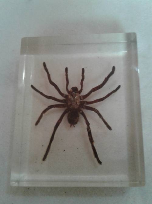 LARGE SPIDER IN PERSPEX GLASS  (12 X 15 CM)
