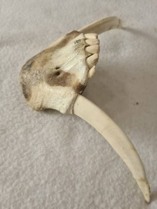 WILD PIG BOTTOM JAW  SKULL