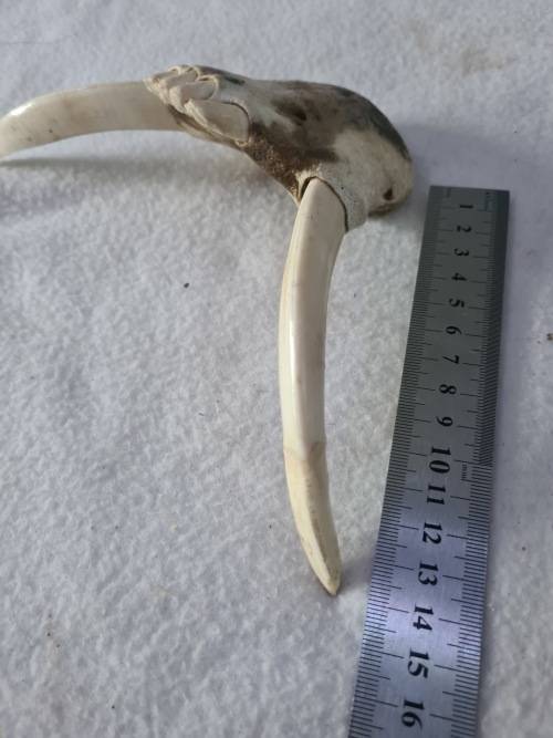 WILD PIG BOTTOM JAW  SKULL