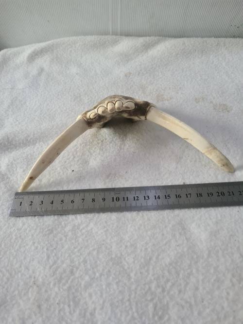 WILD PIG BOTTOM JAW  SKULL