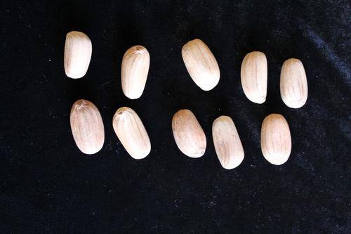 Encephalartos Natalensis (Oribi variant) 10 X seeds, float tested & ready to plant