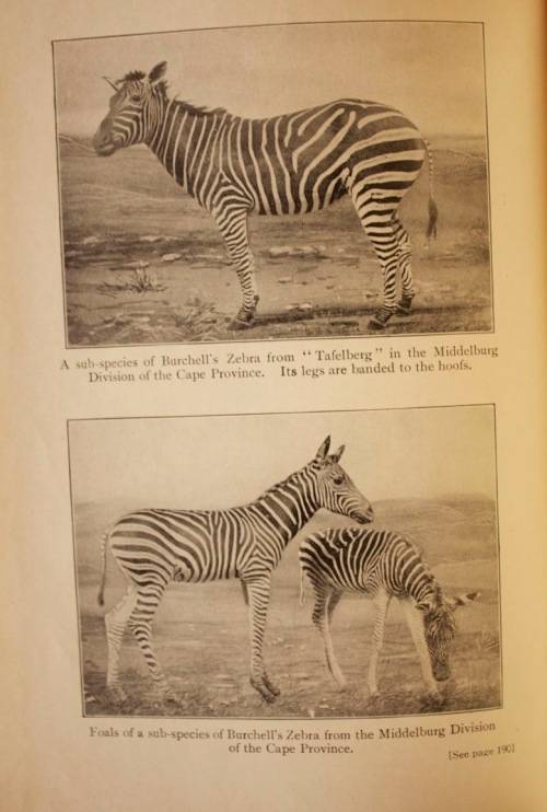 The Natural History Of South Africa - MAMMALS (Complete 4 Volume Set, 1919-1920) by F. W. Fitzsimons
