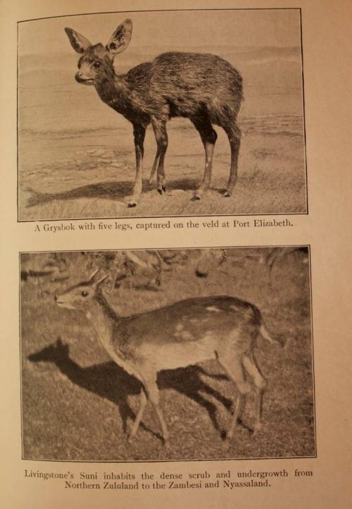 The Natural History Of South Africa - MAMMALS (Complete 4 Volume Set, 1919-1920) by F. W. Fitzsimons