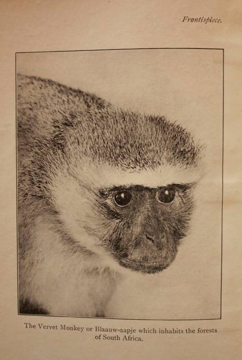 The Natural History Of South Africa - MAMMALS (Complete 4 Volume Set, 1919-1920) by F. W. Fitzsimons
