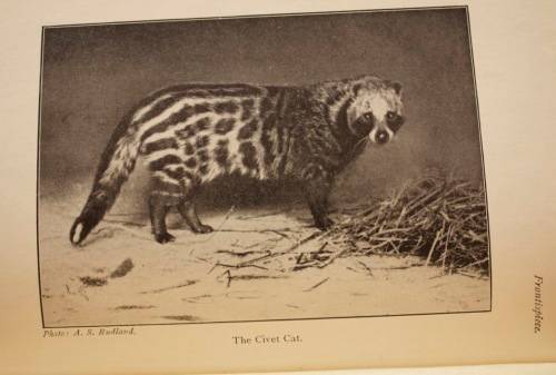 The Natural History Of South Africa - MAMMALS (Complete 4 Volume Set, 1919-1920) by F. W. Fitzsimons
