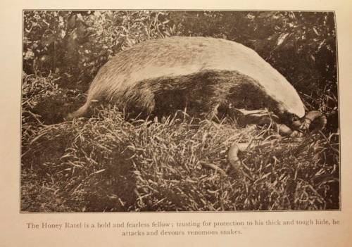 The Natural History Of South Africa - MAMMALS (Complete 4 Volume Set, 1919-1920) by F. W. Fitzsimons