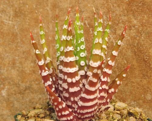 Bones Zebra Plant - Haworthia attenuata `Bones` - Zebra banded leaves - Easy growing Plant