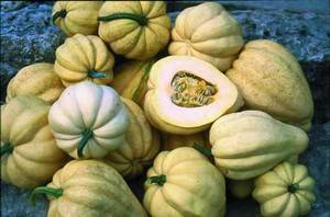 Squash seeds - Thelma Sanders Sweet Potato 10 seeds - New!! Delicious!!