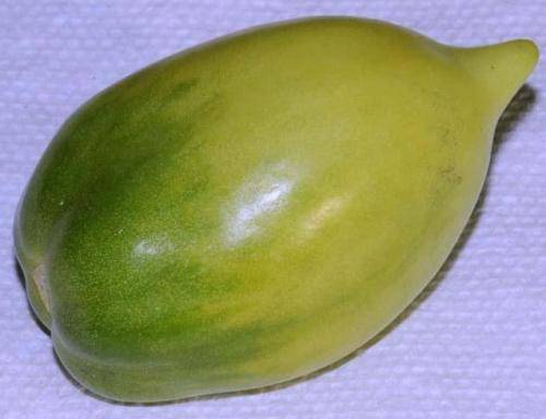 Tomato - Chile Verde 10 seeds - New!! Very unusual!