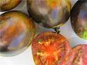 Tomato - Cosmic Eclipse - New!! Extraordinary!!