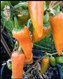 Pepper seeds Bulgarian Carrot