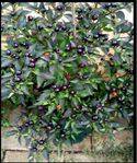 Pepper seeds Filius Blue - Heirloom