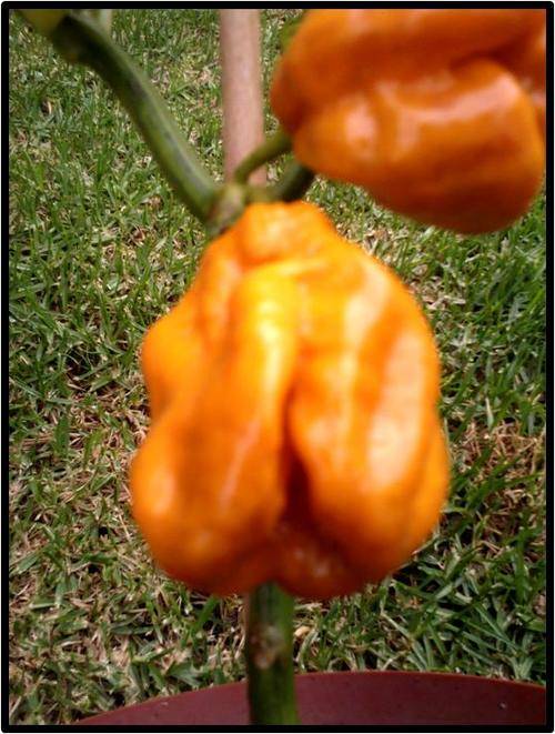 Pepper seeds Habanero Orange 10 seeds - Heirloom - Extremely hot!