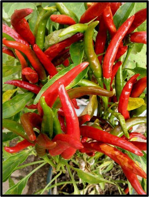 Pepper seeds Poinsettia - Heirloom