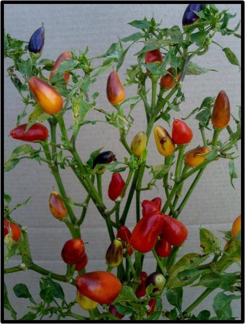 SALE 20% OFF TIL XMAS!! Pepper -  Purira 10 seeds - Rare!!
