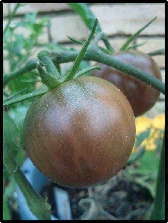 Tomato seeds Black cherry - Very rare!!