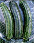 Squash seeds Cocozelle Zucchini - Heirloom