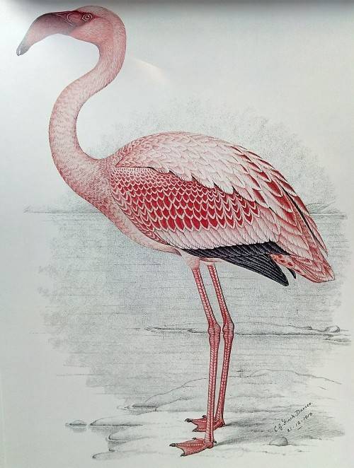 A Celebration of Birds: C.G. Finch-Davies's Final Album of Southern African Birds