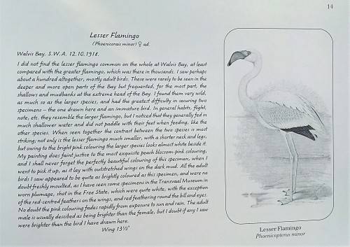 A Celebration of Birds: C.G. Finch-Davies's Final Album of Southern African Birds