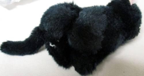 A SWEET LITTLE BLACK KITTY CAT