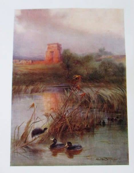 1909 FIRST EDITION - EGYPTIAN BIRDS PAINTED AND DESCRIBED BY CHARLES WHYMPER (51 COLOUR PLATES)