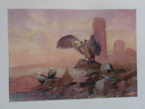 1909 FIRST EDITION - EGYPTIAN BIRDS PAINTED AND DESCRIBED BY CHARLES WHYMPER (51 COLOUR PLATES)