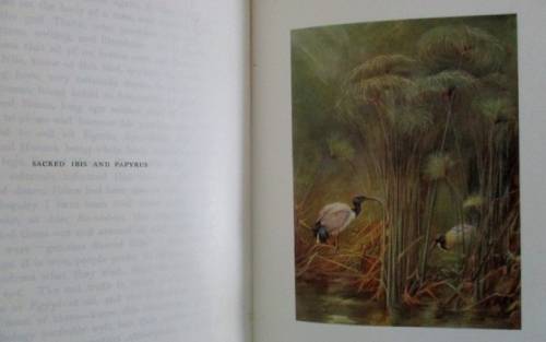 1909 FIRST EDITION - EGYPTIAN BIRDS PAINTED AND DESCRIBED BY CHARLES WHYMPER (51 COLOUR PLATES)