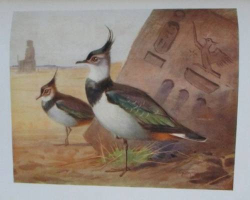 1909 FIRST EDITION - EGYPTIAN BIRDS PAINTED AND DESCRIBED BY CHARLES WHYMPER (51 COLOUR PLATES)