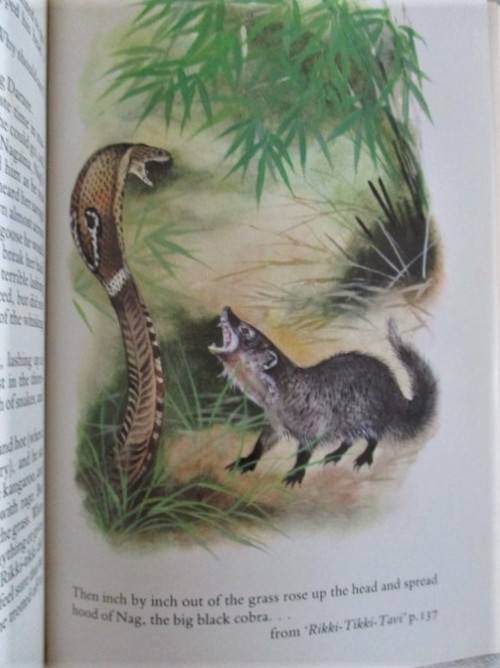FOR BONJOURPARIS40 ONLY - 1983 HARD COVER PLUS DUST COVER - THE JUNGLE BOOK - GREAT CONDITION