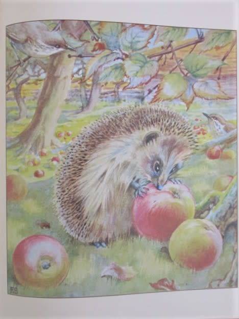 1978 - HARD COVER PLUS DUST COVER - THE HEDGEHOG FEAST - BY EDITH HOLDEN - SO SPECIAL!!