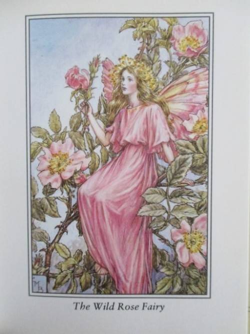 FLOWER FAIRIES BY CICELY MARY BARKER  - FOUR DELIGHTFUL BOOKS IN GREAT CONDITION WITH DUST COVERS