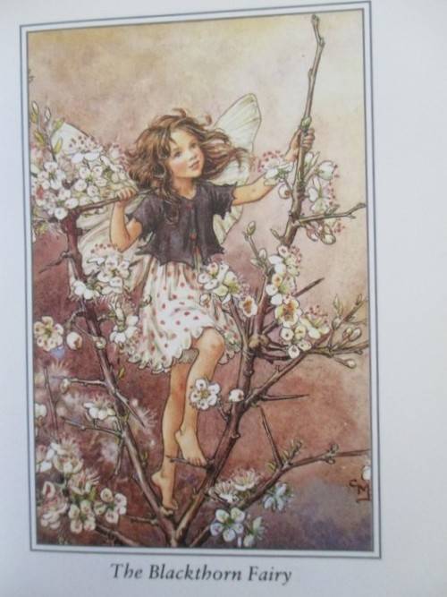 FLOWER FAIRIES BY CICELY MARY BARKER  - FOUR DELIGHTFUL BOOKS IN GREAT CONDITION WITH DUST COVERS