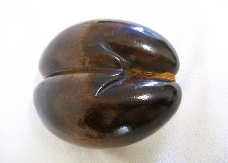 Sought after natural art - vintage polished Coco De Mer (Lodicea) - remarkable female form