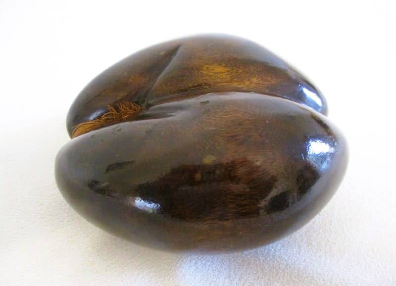 Sought after natural art - vintage polished Coco De Mer (Lodicea) - remarkable female form