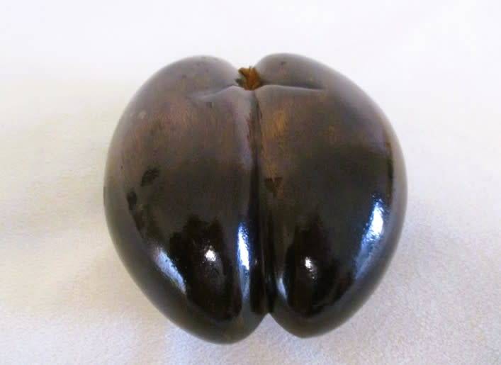 Sought after natural art - vintage polished Coco De Mer (Lodicea) - remarkable female form