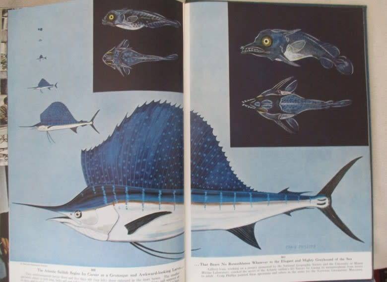 Six 1955 & 1956 National Geographic magazines (bound) plus book ex N.G. Writer & editor